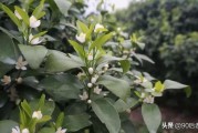 柑橘種植技術一梢三肥_柑桔如何進行修枝整形能提高產量