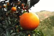 湖南懷化柑橘種植技術規程_433025是哪里開頭的身份證號碼