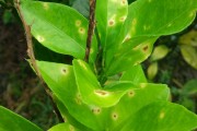 除草布柑橘種植技術_甲嘧磺酮除草劑