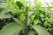 柑橘的種植技術和管理方法_種植一年的柑橘樹如何管理