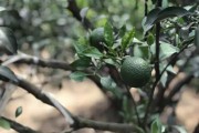 四川柑橘種植技術書本_3年柑橘拉枝技術 四川柑橘種植技術書本_3年柑橘拉枝技術