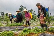 柑橘種植及橘園套種技術_青島地區栽的桔子樹在外面能過冬嗎