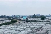 蒲江晚熟柑橘種植技術_紅心獼猴桃適合在哪里種植