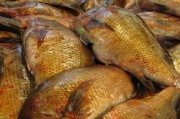 川津1號有刺嗎？解析這一魚類品種的刺部特征及食用注意事項