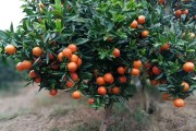 柑橘芽種植技術_柑桔抽芽時間