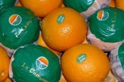 中國臍橙產區在哪里（中國臍橙產地有哪些）