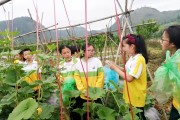 凱里柑橘種植技術視頻教程_貴州農民應該往哪方面種植才有發展前途