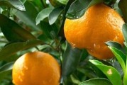 重慶柑橘種植技術大全_重慶的特產水果有哪些