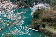恩施柑橘種植技術_湖北省到底是屬于南方還是北方呢 恩施柑橘種植技術_湖北省到底是屬于南方還是北方呢