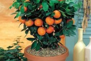 柑橘庭院種植方法和技術_院子南邊可以栽幾棵樹
