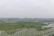 無人機柑橘病蟲害防治_中國農業未來的發展模式是什么