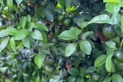 柑橘種植技術規程書_農村太陽能發電前景怎么樣