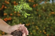 四改三疏柑橘種植技術_柑橘樹要怎樣修剪