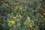 湖北柑橘種植管理技術(shù)_愛媛38果凍橙適合在湖北種嗎 湖北柑橘種植管理技術(shù)_愛媛38果凍橙適合在湖北種嗎