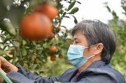 柑橘樹的嫁接方法和時間_柑桔幾月份嫁接最好