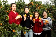 藍天柑橘種植技術_廣西靈山特產(chǎn)