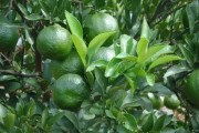 柑橘水平種植技術要點有哪些_黃巖蜜桔種植技術