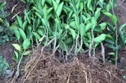晚熟柑橘移栽種植技術_甘平柑橘適合四川種植嗎