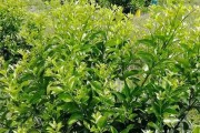 遵義柑橘種植技術規程視頻_柑橘秋梢多久剪枝