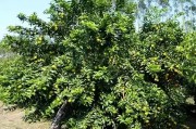 來賓柑橘種植技術_2019年砂糖橘價格走勢如何