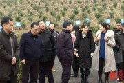 柑橘籽怎么種植技術_如何用桔子籽種出桔子