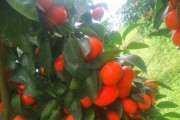 柑橘先進種植技術_愛媛38號柑橘種植技術