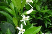 柑橘病蟲害防治12個(gè)月_柑橘黑粉刺虱防治方法是什么