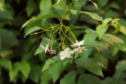 脆蜜金柑樹苗直播專場：種植技巧與養(yǎng)護秘訣全解析