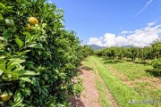 柑橘種植施肥技術技巧_柑橘栽培的施肥時間在什么時候最好