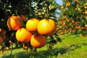 行距6米柑橘種植技術_耙耙柑樹多高