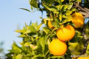 柑橘的種植方法和技術_柑桔的需肥特點是什么