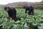 柑橘樹下種植食用菌技術_柑橘果樹下可栽培菌菇嗎