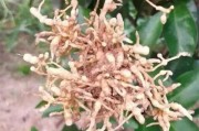 柑橘樹病蟲害用哪種藥最好_苯醚甲環唑能治柑橘潰瘍病嗎