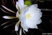 黃美人柑橘什么時(shí)候開花_黑美人百合花有開多久 黃美人柑橘什么時(shí)候開花_黑美人百合花有開多久