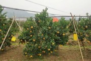 柑橘種植技術視頻教學_哪些技術可以反哺農業發展呢