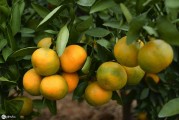 柑橘種植蓋膜除草技術_甲嘧磺隆除草劑能殺葛藤嗎