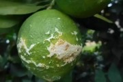 柑橘病蟲害防治技術講解_有機中草藥對防治柑橘潰瘍黃化效果怎樣