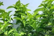柑橘秋栽種植技術(shù)_柑橘樹(shù)什么時(shí)候深耕為好