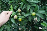 桂林柑橘常見(jiàn)病害(桂林柑橘常見(jiàn)病害圖片)