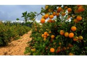 柑橘種植技術與管理知識點_青香桔如何管理種植