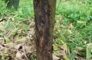 柑橘病蟲害百問百答_如何防治柑橘木虱的傳播