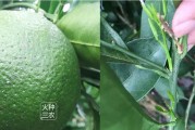 防蟲網種植柑橘技術_黃瓜葉子有白蟲不打農藥用什么能消滅了