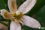 柑橘薊馬是什么病蟲(chóng)害_聯(lián)苯蟲(chóng)螨腈可以防治什么對(duì)象 柑橘薊馬是什么病蟲(chóng)害_聯(lián)苯蟲(chóng)螨腈可以防治什么對(duì)象
