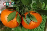 沃柑一年施幾次肥打幾次藥好（沃柑一年結果幾次）