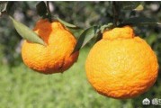 衡陽市柑橘種植技術(shù)研究_茶陵景點(diǎn)哪個(gè)景點(diǎn)最好玩