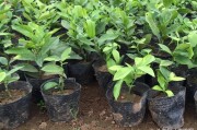 柑橘小拱棚的種植技術_有沒有什么農作物能一畝收益7000元