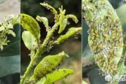 柑橘病蟲(chóng)害高清圖譜薊馬_柑橘果樹(shù)銹壁虱怎樣預(yù)防 柑橘病蟲(chóng)害高清圖譜薊馬_柑橘果樹(shù)銹壁虱怎樣預(yù)防