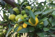 柑橘種植技術管理PPT_最近哪些梗讓你笑出聲