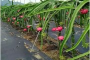 柑橘種植技術規程制度_贛南臍橙黃龍病會不會消失