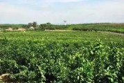 沼渣種柑橘種植技術(shù)_在溫室大棚里種植什么東西最賺錢(qián)
